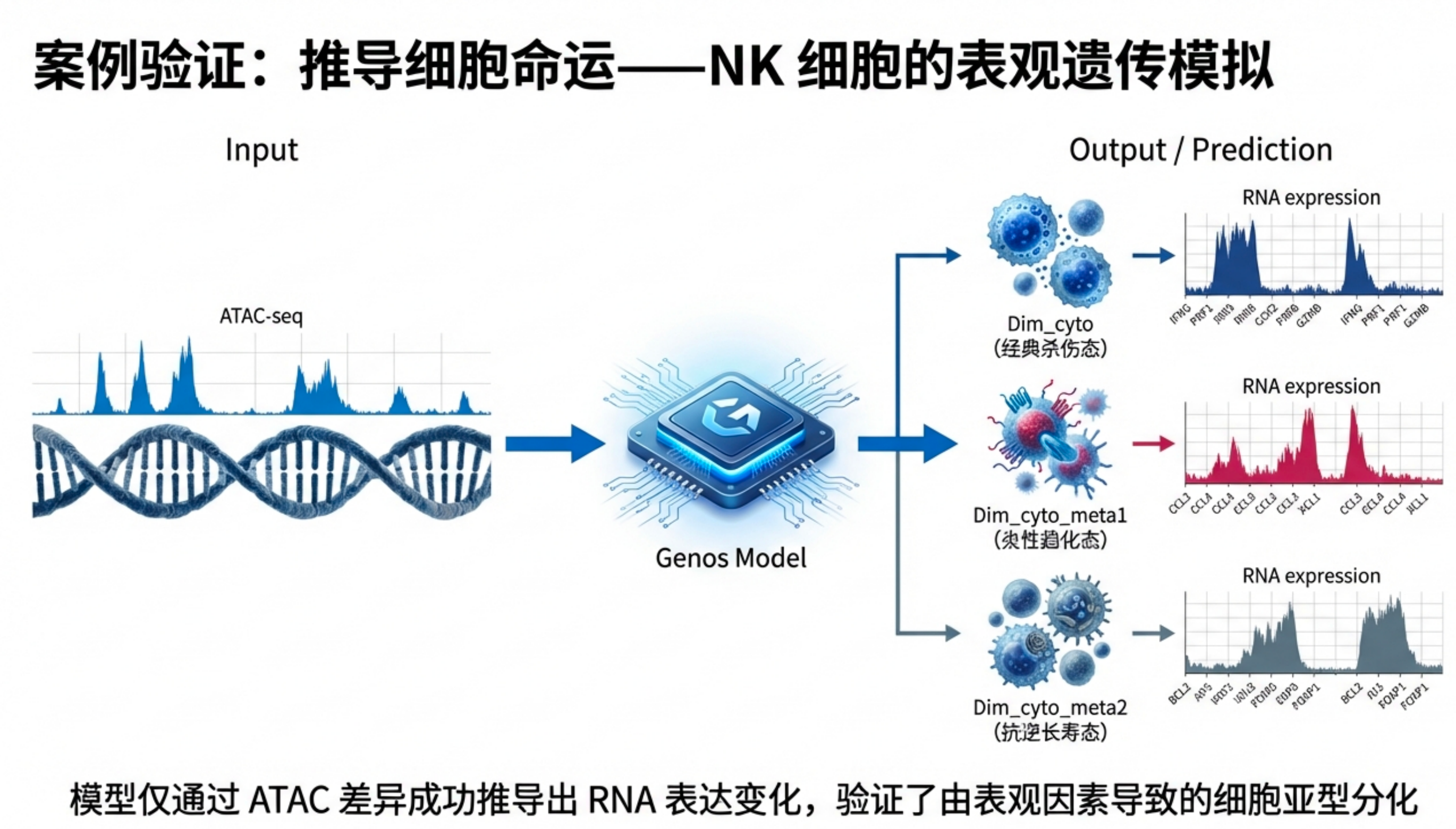 Genos-Reg利用DNA和ATAC信号模拟三类NK细胞表达状态的示意图