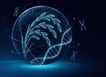 水稻与DNA双螺旋